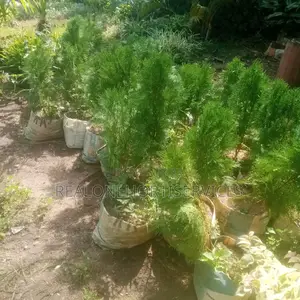 Thuja Magic: Lowmaintenance, High-Impact Landscape Solutions