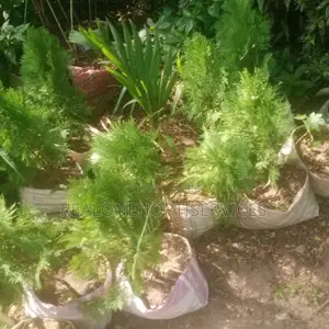 Thuja Magic: Lowmaintenance, High-Impact Landscape Solutions