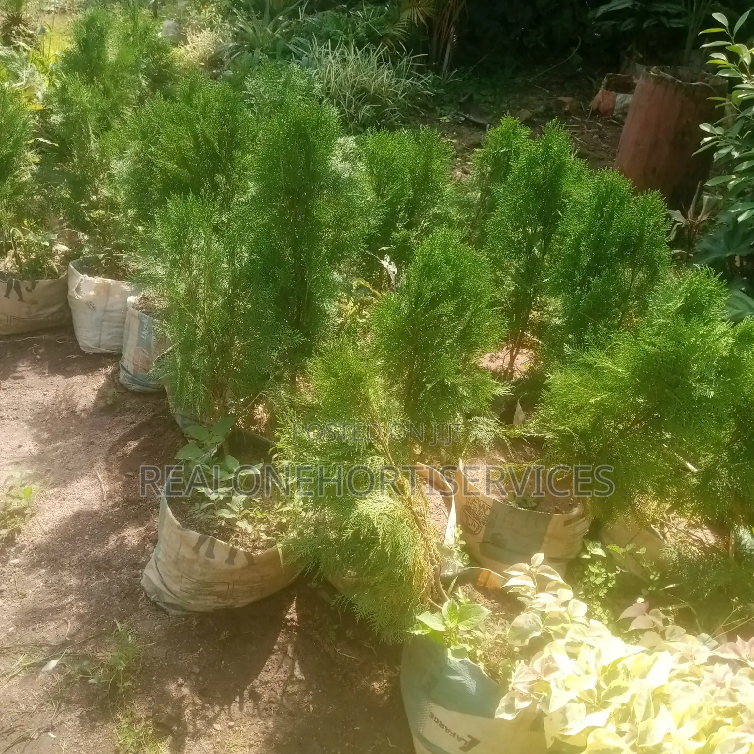 Thuja Magic: Lowmaintenance, High-Impact Landscape Solutions