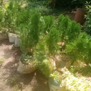Thuja Magic: Lowmaintenance, High-Impact Landscape Solutions