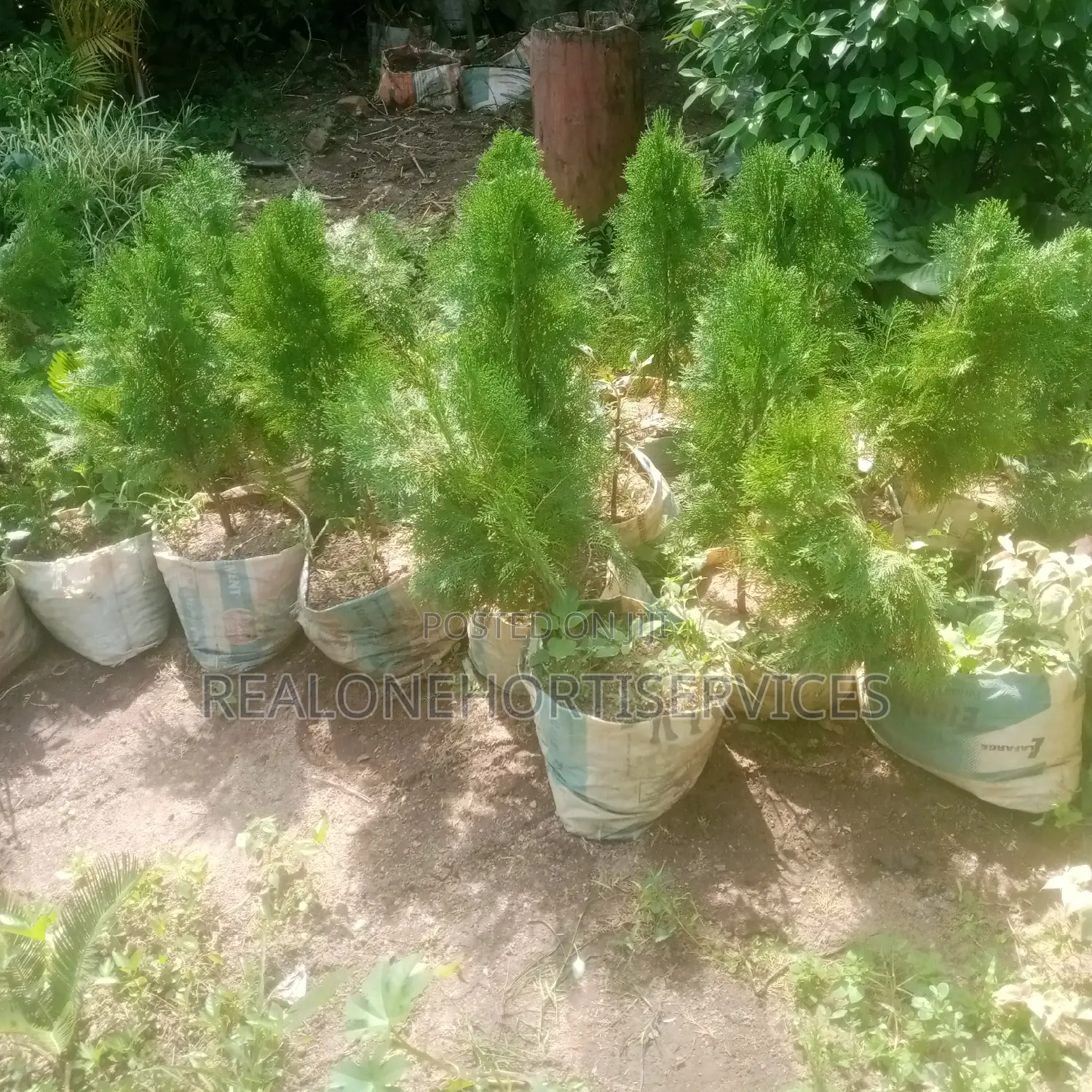 Thuja Magic: Lowmaintenance, High-Impact Landscape Solutions