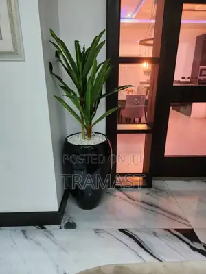 Dracaena Plant Potted With 80cm Classic Pot