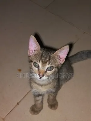 0-1 month Female Mixed Breed American Shorthair