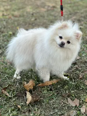 Photo - 1+ year Male Purebred Pomeranian