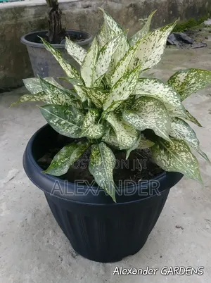 Anglaonema Chinese Evergreen Indoor Outdoor Plants Flowers