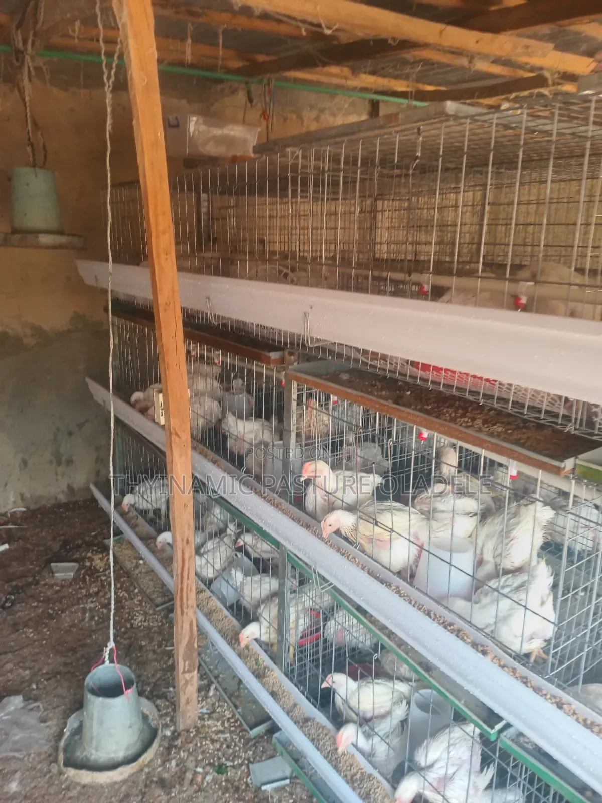 Rearing and Broiler Cage