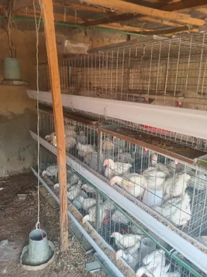 Rearing and Broiler Cage