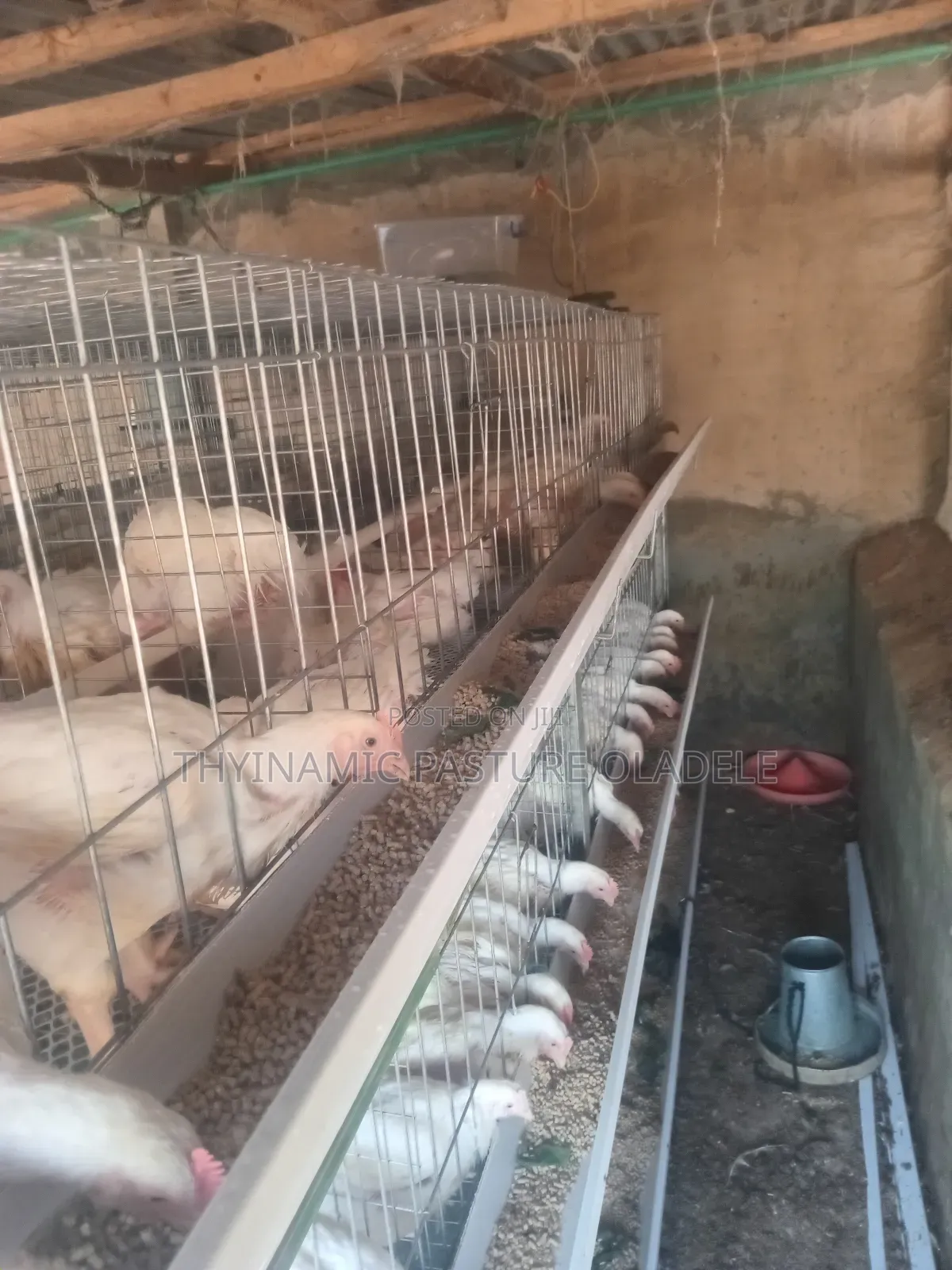 Rearing and Broiler Cage