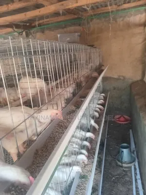 Rearing and Broiler Cage