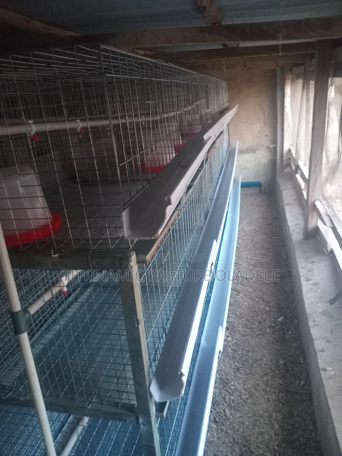 Rearing and Broiler Cage