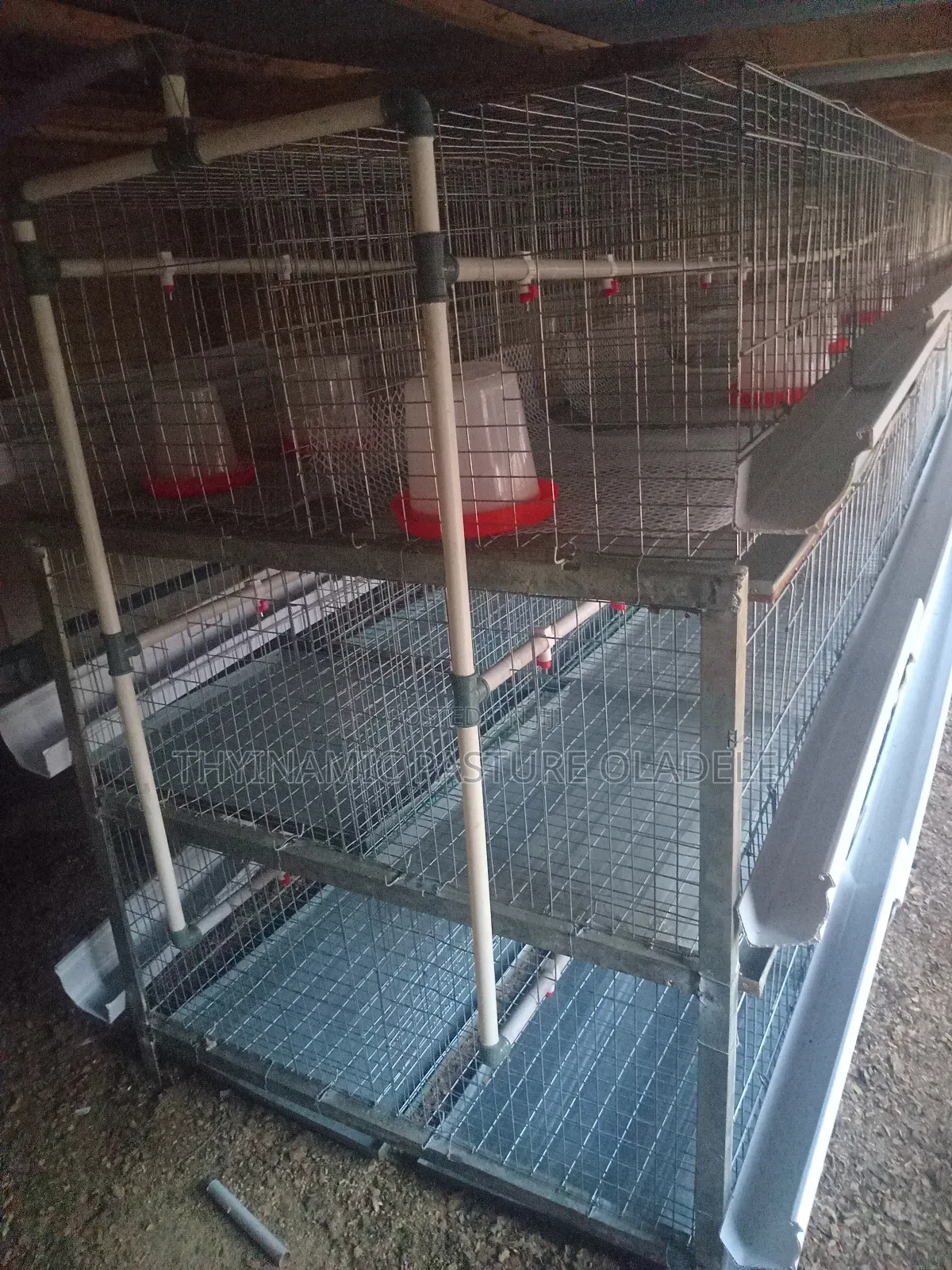 Rearing and Broiler Cage
