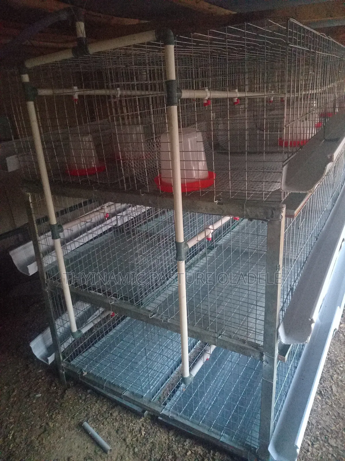 Rearing and Broiler Cage