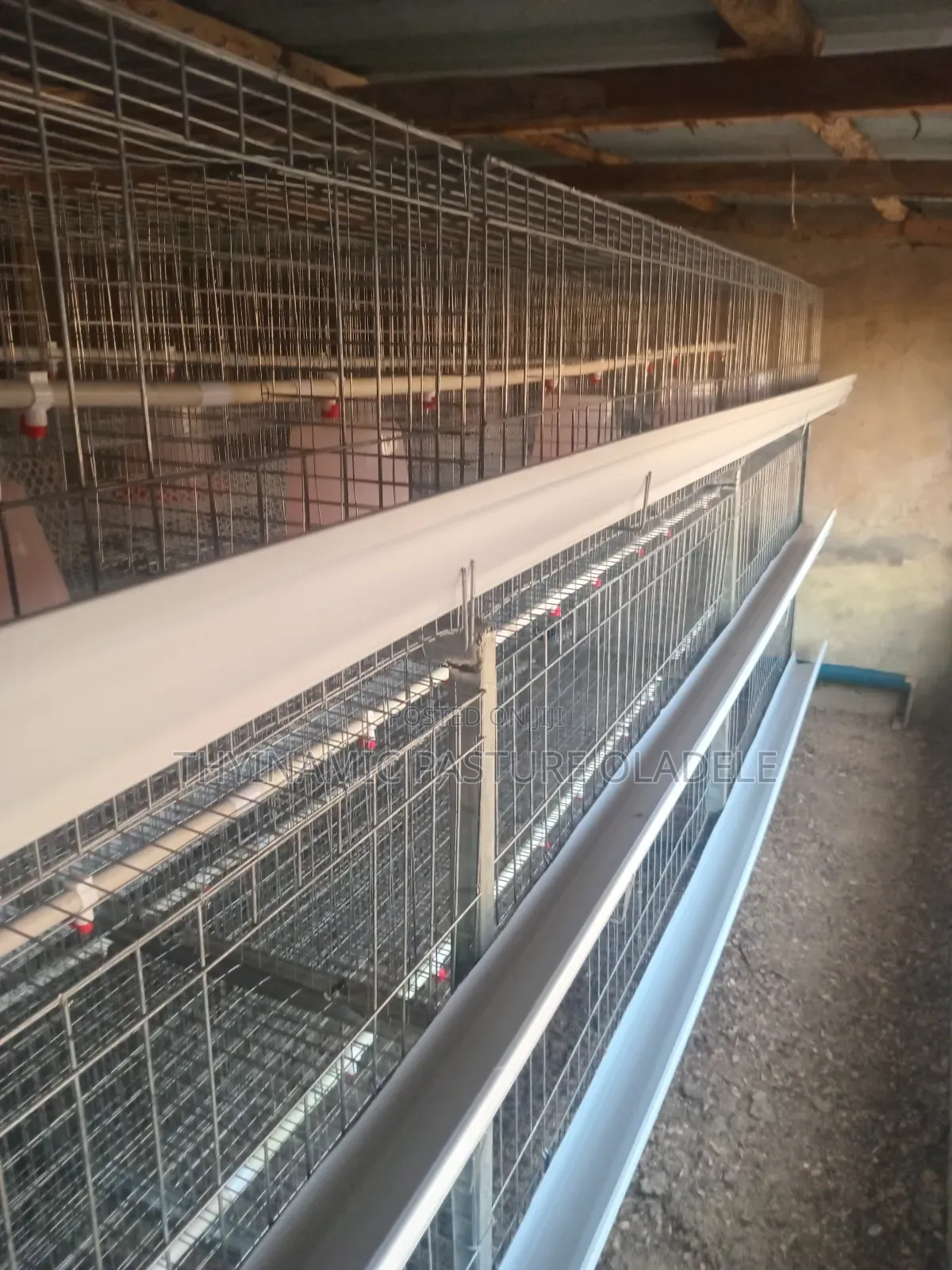 Rearing and Broiler Cage