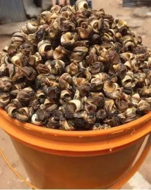 Dry Ngolo or Whelks