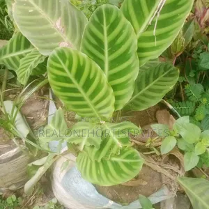 Get Ready to Stripe Up Your Space With the Zebra Plant!