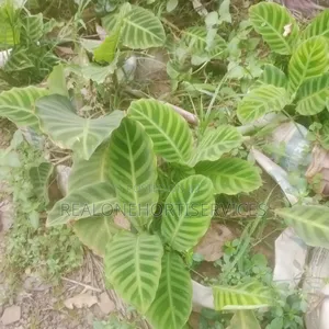 Get Ready to Stripe Up Your Space With the Zebra Plant!