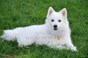 0-1 month Male Purebred American Eskimo