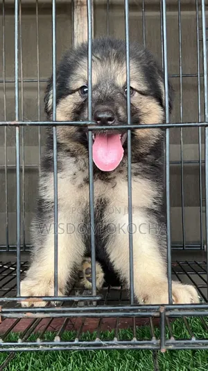 1-3 months Male Purebred German Shepherd