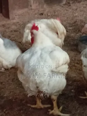 White Live Chicken for Sale