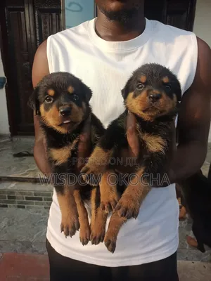 1-3 months Male Purebred Rottweiler