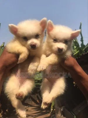 1-3 months Female Purebred American Eskimo
