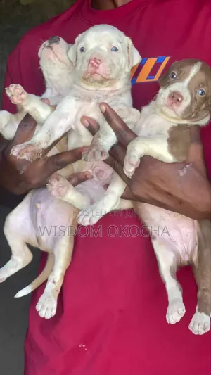 1-3 months Male Purebred American Pit Bull Terrier