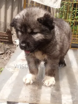 1-3 months Male Purebred Caucasian Shepherd