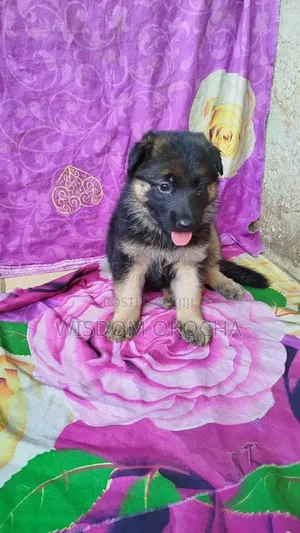1-3 months Female Purebred German Shepherd