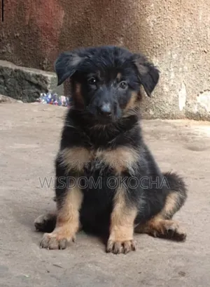 1-3 months Male Purebred German Shepherd