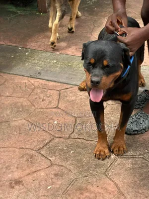 1+ year Male Purebred Rottweiler