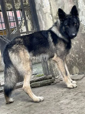 1+ year Male Purebred German Shepherd