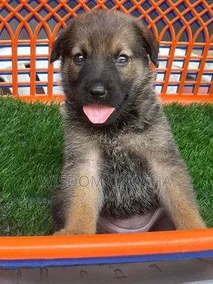 1-3 months Female Purebred German Shepherd