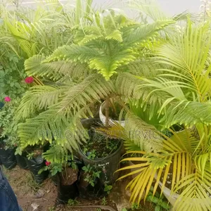 Potted Plants for Home, Schools, Hotel, Bar, Malls