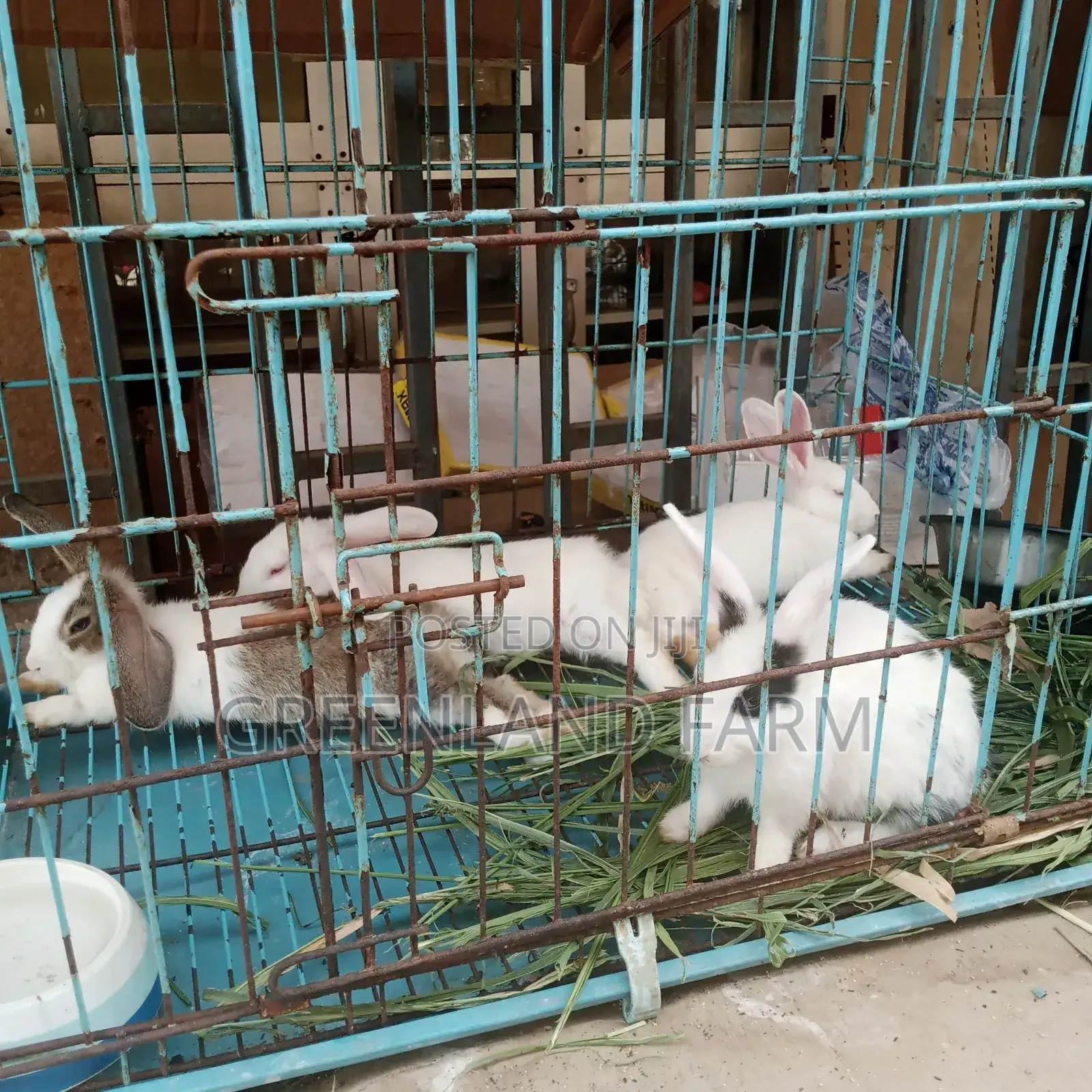 Standard Pet Store