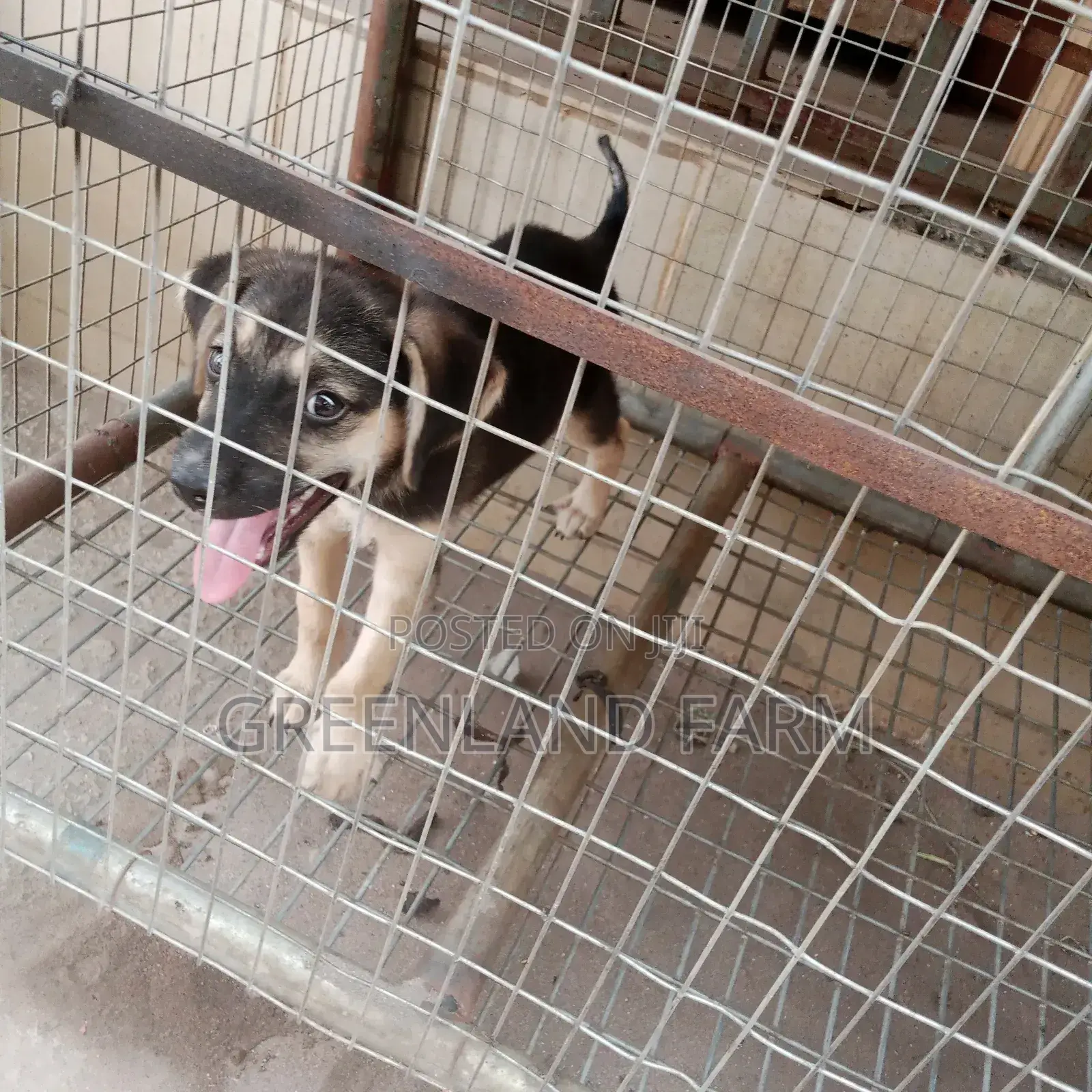 Standard Pet Store