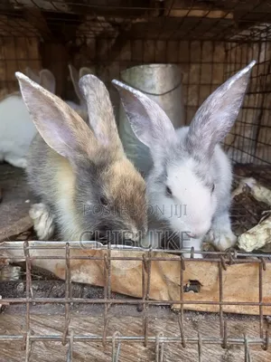 Quality Foreign Pet Rabbits for Sale