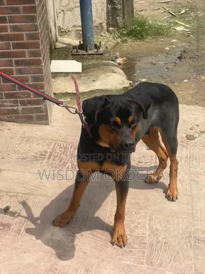 1+ year Male Purebred Rottweiler