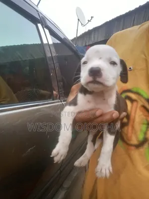 0-1 month Female Purebred American Pit Bull Terrier