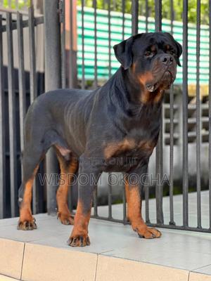 Rottweiler Champion Purebred Akc Rottweilers Purebred Long Haired