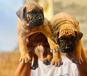 0-1 month Female Purebred Boerboel