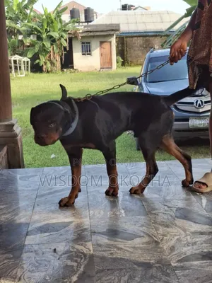 1+ year Male Purebred Rottweiler
