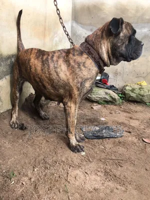 1+ year Female Purebred Boerboel