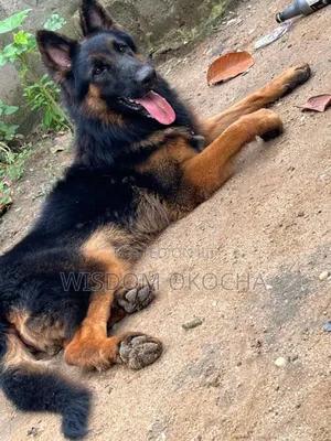 1+ year Male Purebred German Shepherd
