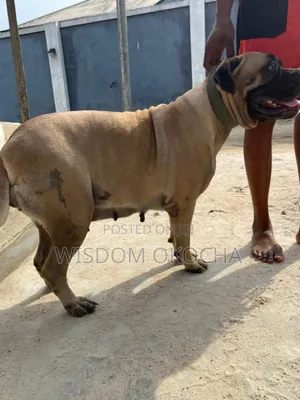 1+ year Female Purebred Boerboel