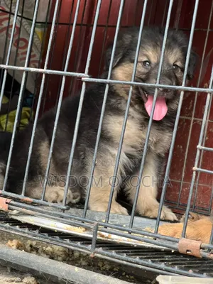 1-3 months Male Purebred German Shepherd