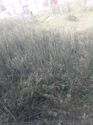 Full Plot of Land for Sale in Liberty Estate Ago