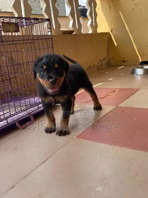 1-3 months Female Purebred Rottweiler
