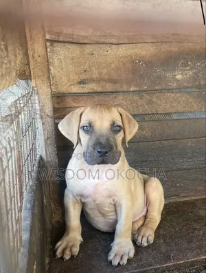 1-3 months Female Purebred Boerboel