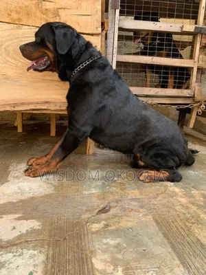 1+ year Female Purebred Rottweiler