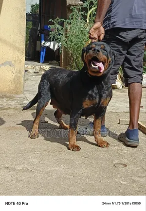 1+ year Female Purebred Rottweiler
